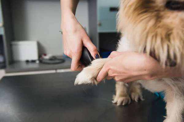 Fechar-se de aparar a pata por mulher groomer . — Fotografia de Stock