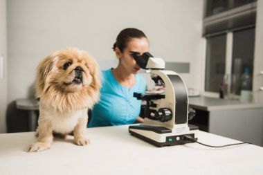 Köpek ve mikroskop ile kadın Veteriner