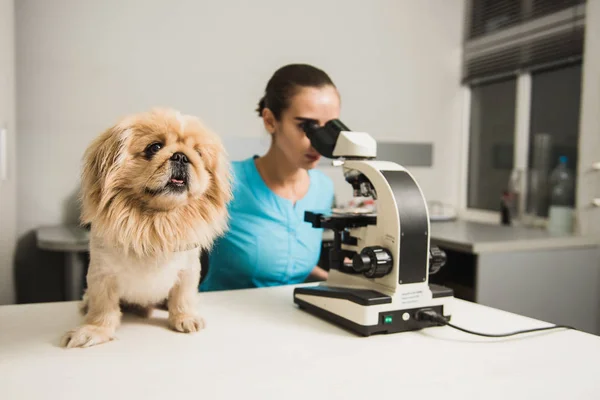 Veterinário feminino com cão e microscópio — Fotografia de Stock