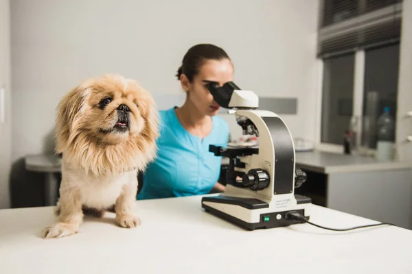 Veterinário feminino com cão e microscópio — Fotografia de Stock