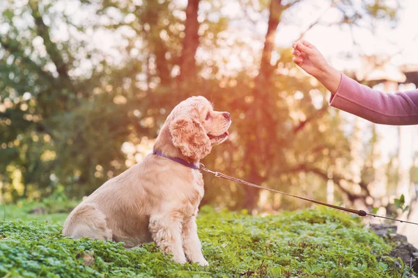 アジアの女性が公園で彼女の犬の訓練 — ストック写真