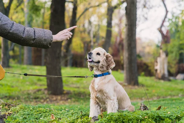 公園の彼女の犬の訓練の女性 — ストック写真