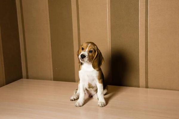 Beagle perro posando frente a la pared — Foto de Stock