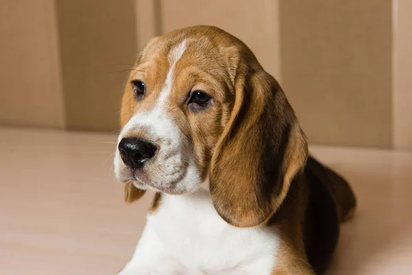 Retrato de perro beagle serio y hermoso — Foto de Stock