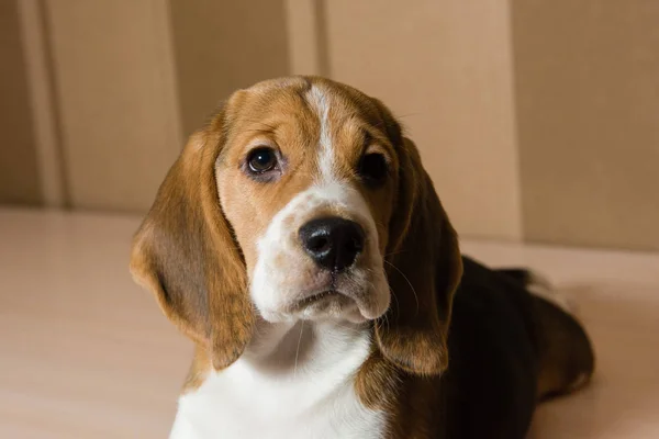 Retrato de perro beagle serio y hermoso — Foto de Stock
