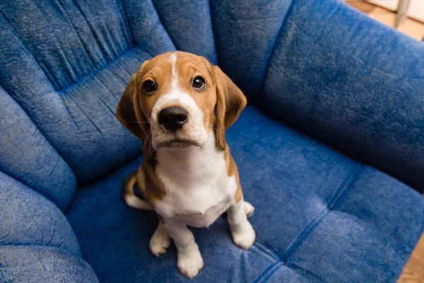 Beagle mascota primer plano en el sofá azul en el interior — Foto de Stock