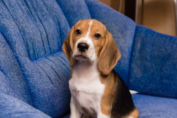 Retrato de la mascota beagle noble en el interior del hogar — Foto de Stock