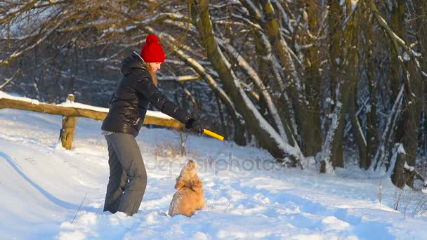 コッカー スパニエルの演奏とでスパイ雪の公園の所有者の手に固執します 犬をジャンプします — ストック動画
