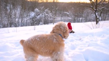 Köpek onu sahip kar ormanda koşmak olacak.