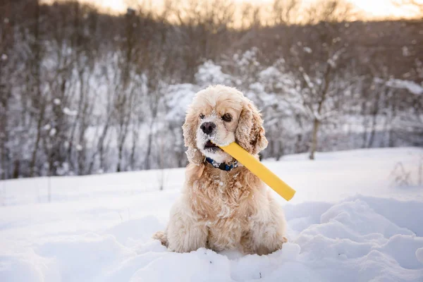 Kutya ül egy hófúvás bottal a szájban — Stock Fotó