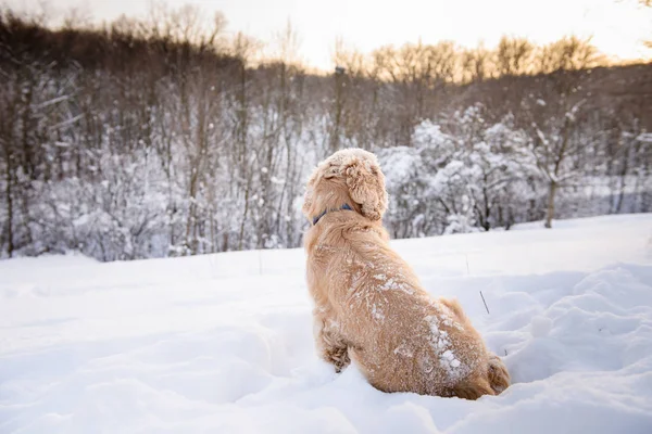 Spániel ül a hátadon egy hófúvás kutya. — Stock Fotó
