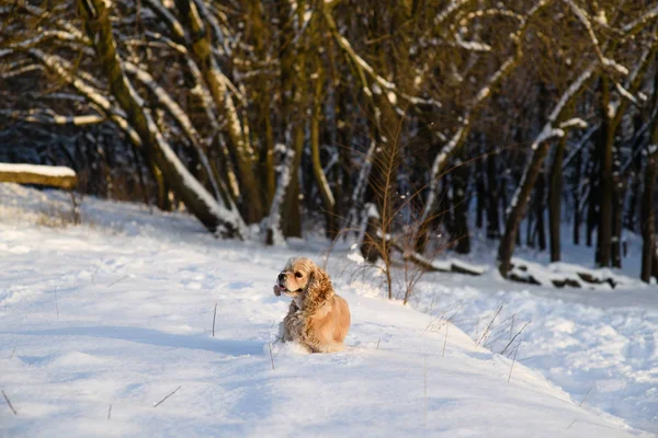 A háttérben a havas erdőben spániel — Stock Fotó