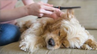 Kadın kendine iyi bak onu köpek kürk hakkında