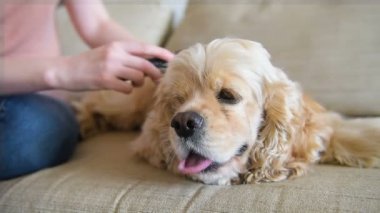 Kız kendine iyi bak saç fırçası ile cocker spaniel hakkında
