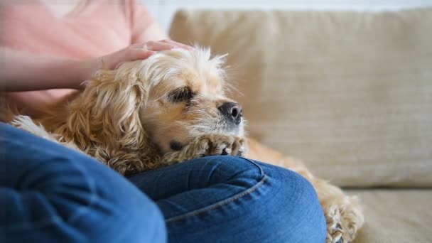 Mujer mascota perro con su mano — Vídeo de stock
