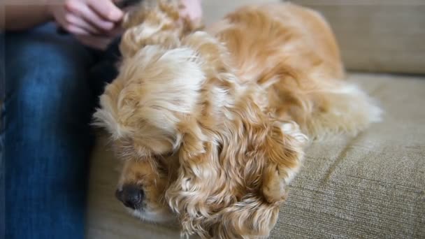 Cão deitado no sofá e menina pentear seu cabelo — Vídeo de Stock