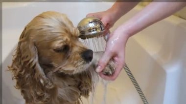 Kadın köpek pençe ev banyo yıkamak