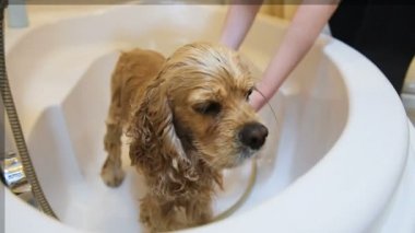 Damat yıkama köpek ev küvet içinde