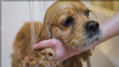 Köpek küvet, ağız ve burun yakın çekim ıslak