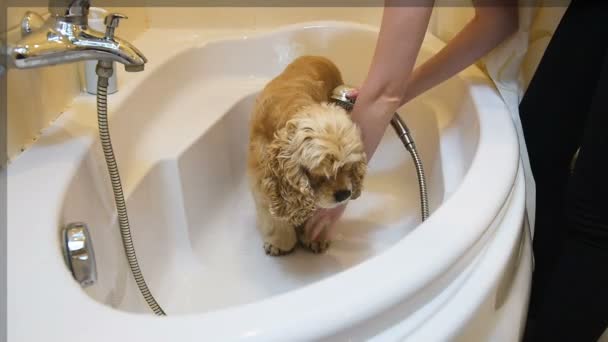 Cocker spaniel shower at home — Stockvideo