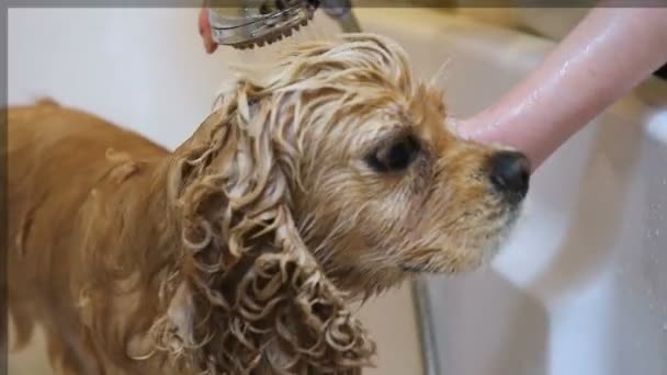 Wassen van de hond met douchekraan — Stockvideo