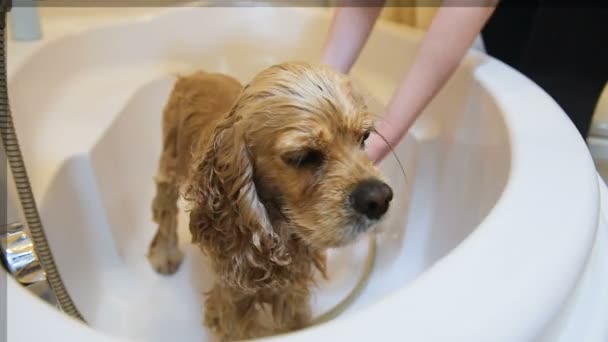 Грумер моет собаку в домашней ванной — стоковое видео