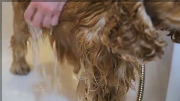 Yakın çekim, cocker spaniel yıkama — Stok video