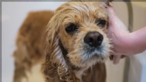 Собака мокрая морда и нос крупным планом в ванной — стоковое видео
