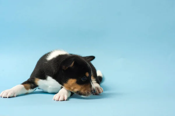 Basenji tricolor cachorro yacía en el suelo — Foto de Stock