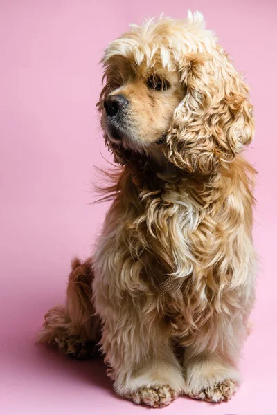 粉红色背景下的一只猎犬的肖像 — 图库照片