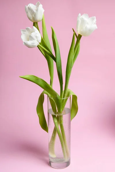 Trois tulipes blanches dans un vase en verre . — Photo