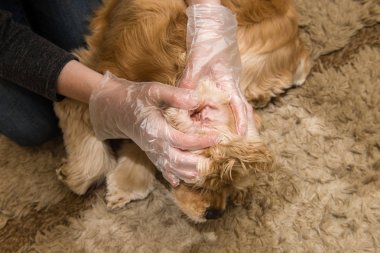 Köpek yürüyüşten sonra kontrol böcek