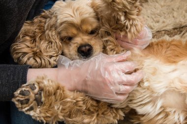 Onay köpek kürk yakın çekim eldiven eller kadın