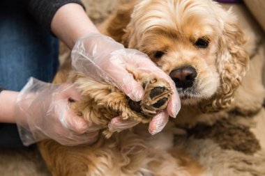 Eldiven kadın köpek paws için böcek kontrol