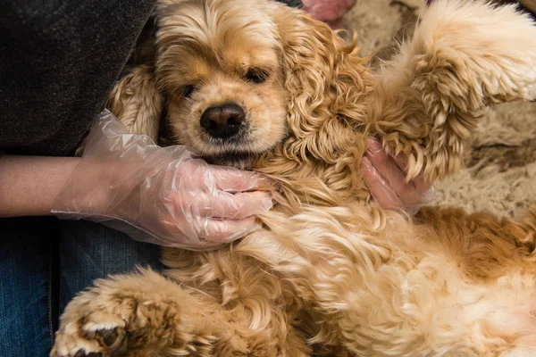 Propriétaire vérifier la poitrine du chien contre les insectes et les tiques — Photo