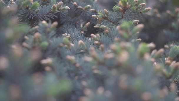 Mettre l'accent sur les branches de sapin 