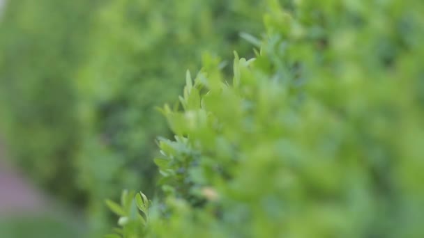Fokus und Defokussierung auf grüne Gartenbüsche — Stockvideo