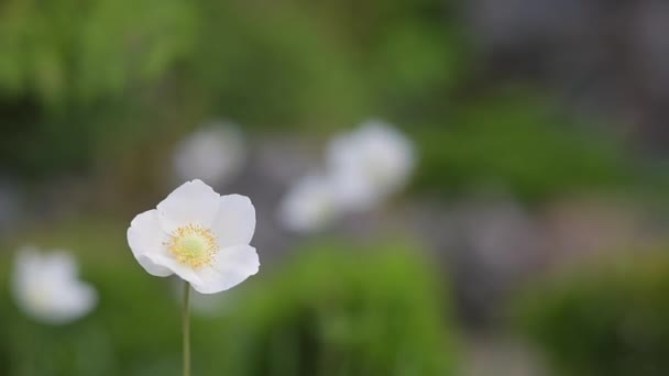 Focus on white japanese anemone — Stock Video