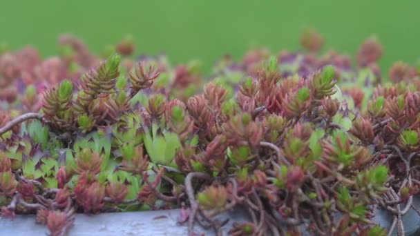 Cámara deslizante en musgo de jardín — Vídeos de Stock