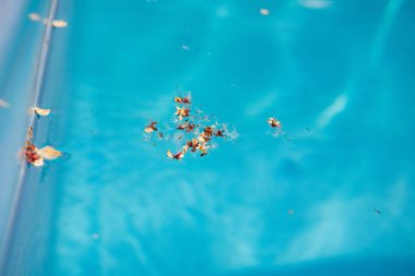 Kirli oyun su kuru ağaç çiçeği ile