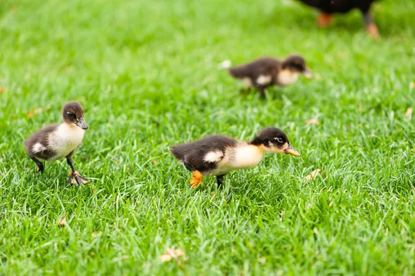 Pequenos patos do bebê caminham na grama verde — Fotografia de Stock