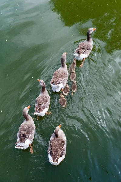 Vista para cima frota de ganso família natação — Fotografia de Stock