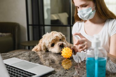Komik cocker spaniel lastik topla oynamak istiyor, kız onu dezenfektanla dezenfekte ediyor, laptopla çalışıyor, izolasyon sırasında tıbbi maske takıyor.