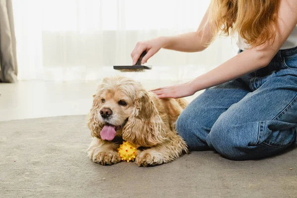 Tonårstjej Sitter Matta Och Leker Med Cocker Spaniel Isoleringsperioden — Stockfoto