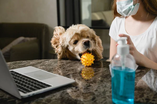 Funny cocker spaniel wants to play with rubber ball, girl disinfect it with sanitizer, working study with laptop, wearing medical mask at isolation home period