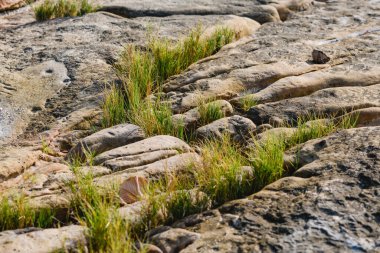 Güneşli bir günde deniz kıyısında çakıl taşları ve bitkilerle çekilmiş doğa fotoğrafı. Yaklaş, vahşi yaşam konsepti.