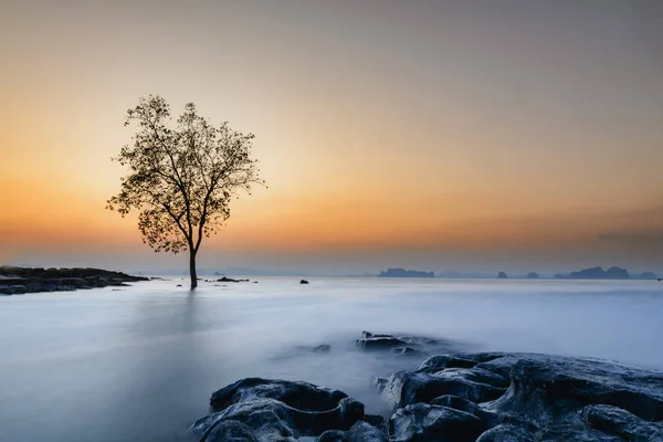 Landscape with tree at sea cold tones