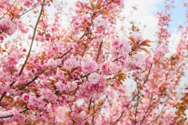 Bahar çiçeği arka planı, kiraz ağacı dalları güzel pembe çiçekler ve sarı yapraklar.
