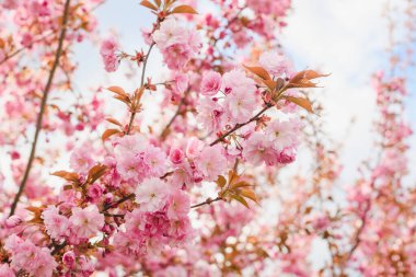 Çiçekli sakura ağacının uzun dalı