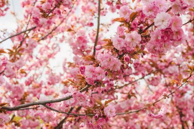 Güzel çiçek açan pembe sakura kiraz ağacı, yumuşak güneş ışığı, çiçekli bahar arkaplanı, bahçede yürüyen